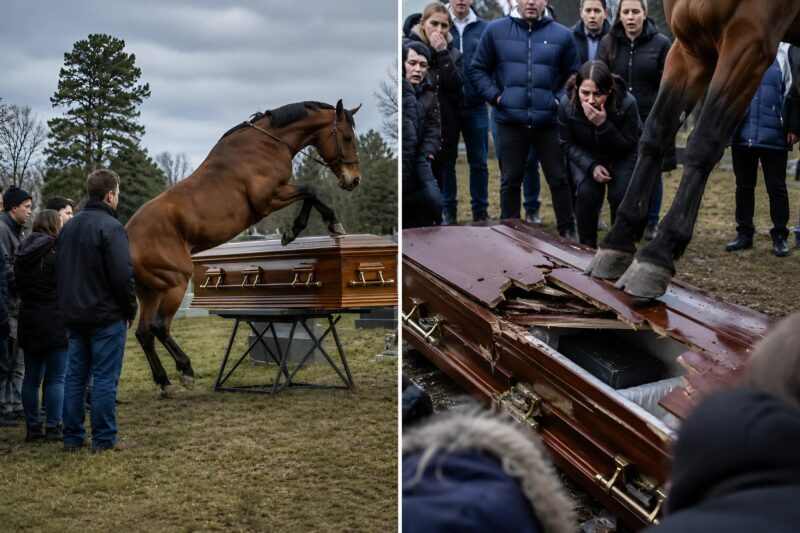 A 60 éves gazda temetésén hűséges lova berontott a temetőbe, miközben több férfi próbálta megállítani az őrjöngő állatot, majd dühösen patáival ütni kezdte a koporsó fedelét: minden jelenlévő rémülten dermedten állt, amikor a fedél megrepedt, és meglátták, mi rejtőzött benne